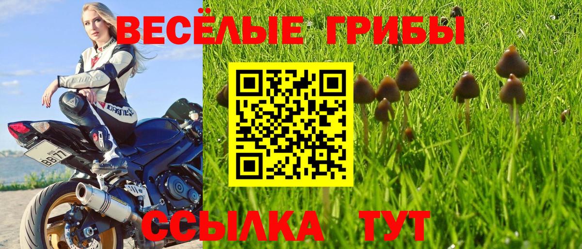 Псилоцибиновые грибы Psilocybe Дедовск